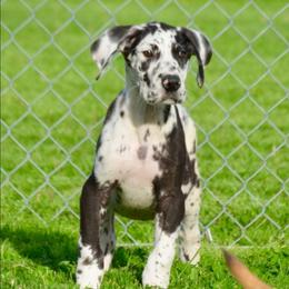 Harlequin G - Harlequin female Great Dane puppy in Golconda, Illinois from Breken Great Danes