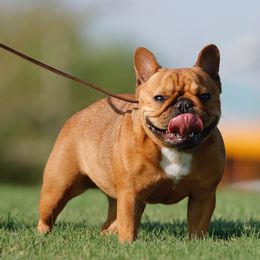 Radish - French Bulldog