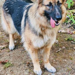 Phoenix - German Shepherd