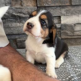 AKC yellow female - Black tan and white female Beagle puppy in Shelley, Idaho from Idaho Beagles