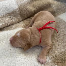 Sheldon - Golden male Golden Retriever puppy in Spur, Texas from Adams Puppies