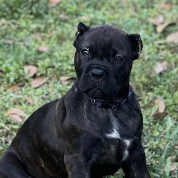 Cane Corso Puppies from Gator Country Canè Corsos