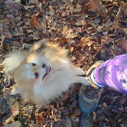 Minnie - Pomeranian