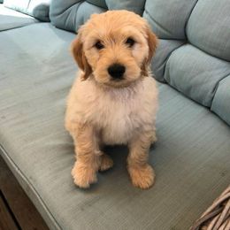 Bernedoodle and Goldendoodle Puppies from Saratoga Goldendoodles