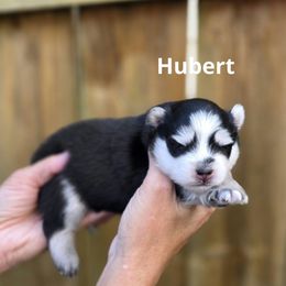 Hubert - Black and white male Pomsky puppy in Fredericksburg, Virginia from Purely Pomskies