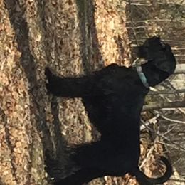 Giant Schnauzer All Grown Up from Vom Mutter Haus
