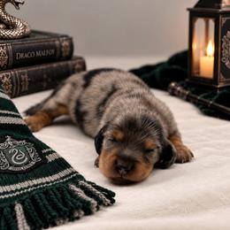 Draco Malfoy - Dapple male Dachshund puppy in Port Saint Lucie, Florida from ThePuppyVille