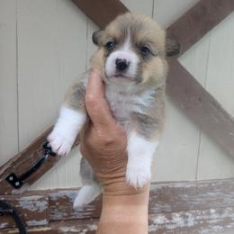 Girl 1 - Sable female Pembroke Welsh Corgi puppy in Edinburgh, Indiana from J Bar M Corgis