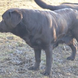 Labrador Retrievers from Anaquassacook Labradors