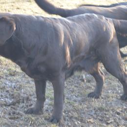 Labrador Retrievers from Anaquassacook Labradors