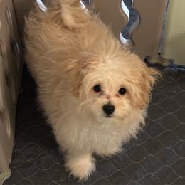 Elsa (pink) - Cream female Pomeranian puppy in Decatur, Iowa from Lisa Greenhalgh