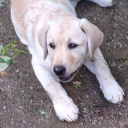 Labrador Retrievers from Branwood Labrador Retrievers