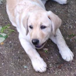 Labrador Retrievers from Branwood Labrador Retrievers
