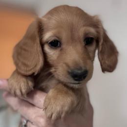 Ginger for Katie H. - Red female Dachshund puppy in Grand Junction, Colorado from Agape Dachshunds