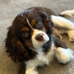 XMAS DELIVERY CHIP - Chocolate male Cavalier King Charles Spaniel puppy in Draper, Utah from Cavachon Love Chocolate Cavaliers, Cavaliers, Cavachon’s, Cavapoos