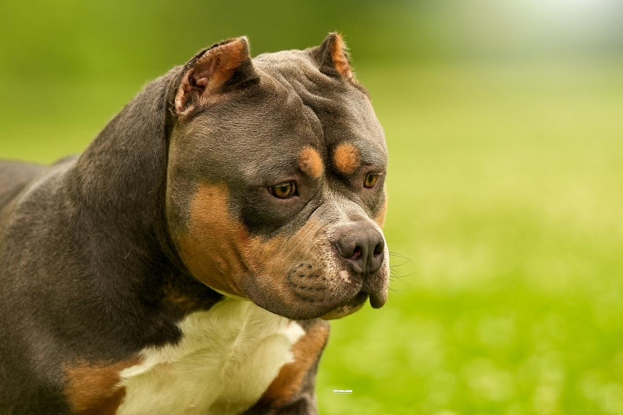 Blessed Bullies in Kentucky | American Bully puppies | Good Dog