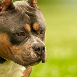 American Bullies from Blessed Bullies