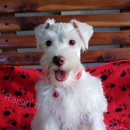 Rocket - Miniature Schnauzer