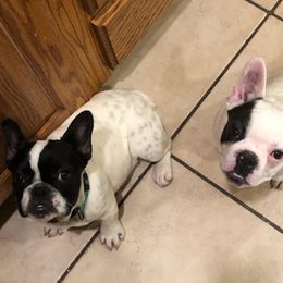 French Bulldogs from The French Connection