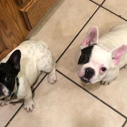 French Bulldogs from The French Connection
