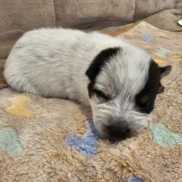 AKC CHAMPION BLOODLINE AUSTRALIAN CATTLE DOG PUPPY - GIRL 3 - Blue female Australian Cattle Dog puppy in Cassatt, South Carolina from B & E Farms
