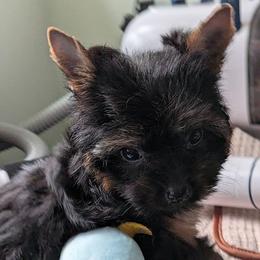 Wendy - Black and gold female Yorkshire Terrier puppy in Gatesville, Texas from KontryKritterz Yorkies