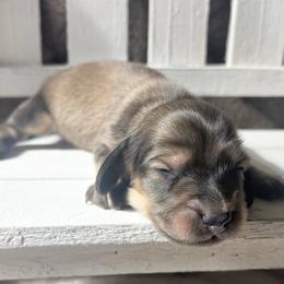 Dreamer 3500 - Cream male Dachshund puppy in Sylvania, Alabama from Yancey’s Doxies