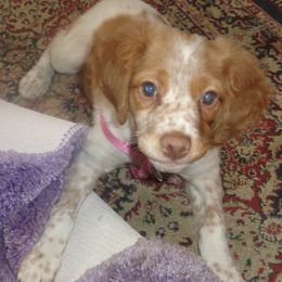 Brittanys from Brittany breeder