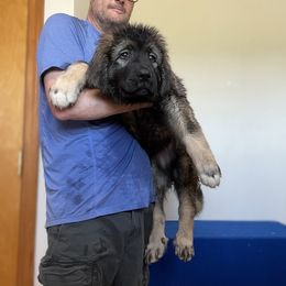 Caroline - Black and gray Caucasian Shepherd Dog puppy in Evans, Washington from Guardian Kennels