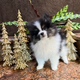 Pandora - Tri-colored female Pomeranian puppy in San Jacinto, California from Savvypomeranians