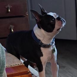 Frog - Boston Terrier