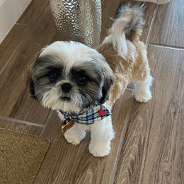 Shih Tzu Puppies from Willow Lane Shih Tzus