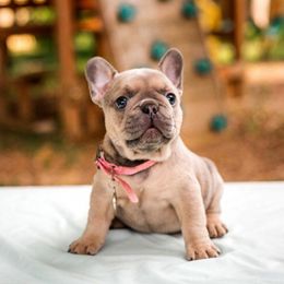 French Bulldog Puppies from Kring French Bulldogs