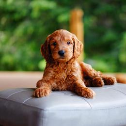 Goldendoodle and Labradoodle Puppies from Doodle Love