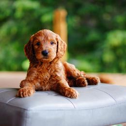 Goldendoodle and Labradoodle Puppies from Doodle Love