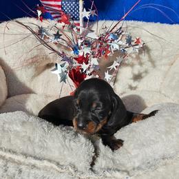 Lollypops - Black and tan female Dachshund puppy in Perris, California from Doxie_pupps