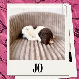 Jo - Chocolate female Labradoodle puppy in Kingman, Arizona from The Dood Ranch