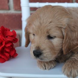 Aussiedoodle and Goldendoodle Puppies from Skyridge Doodles