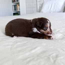 Stitch - Red merle male Miniature Australian Shepherd puppy in Pollok, Texas from Pineywoods Pups