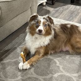 Georgie - Miniature Australian Shepherd