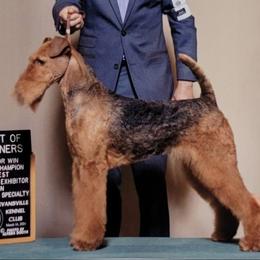 Tina - Airedale Terrier