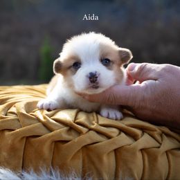 Aida - Red female Pembroke Welsh Corgi puppy in Manchester, Kentucky from Riverside Corgis