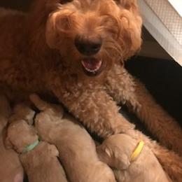 Goldendoodle Puppies from Da Ruba Doodles