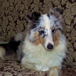 Bella - Shetland Sheepdog