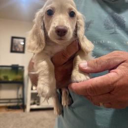 Bethoven - Cream male Dachshund puppy in Mc Alester, Ok, Oklahoma from New Hope Miniature Dachshunds