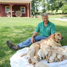 Labrador Retriever All Grown Up from Woodsmoke Kennels