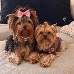 Yorkshire Terrier puppies from Crystal Garden Yorkies
