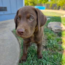 Yellow Boy - Chocolate male Labrador Retriever puppy in Elk Grove, California from Labrador Trails