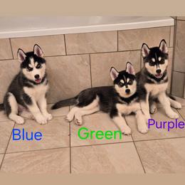 Siberian Husky puppies from Genine Appello