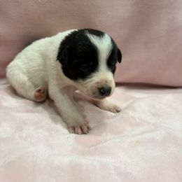 Border Collie Puppies from Vowell Farm Border Collies